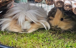 Guinea Pig rodents for sale: 2 Female Guinea Pigs  - Advert 1