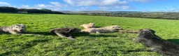 Irish Wolfhound dogs for stud: Irish Wolfhound Stud - Advert 6