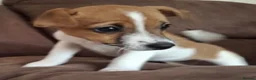 Jack Russell dogs for stud: Proven Jack Russell Stud - Advert 15
