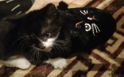 Mixed Breed cats for sale: Kittens - Advert 8