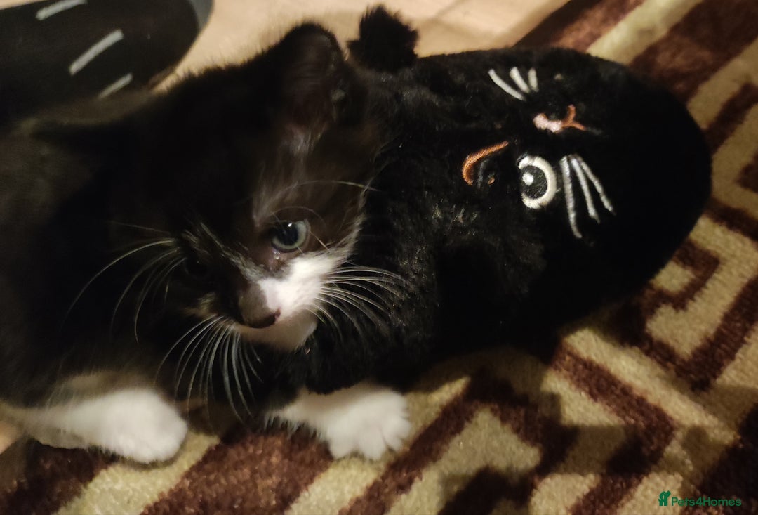 Mixed Breed cats for sale: Kittens - Advert 8