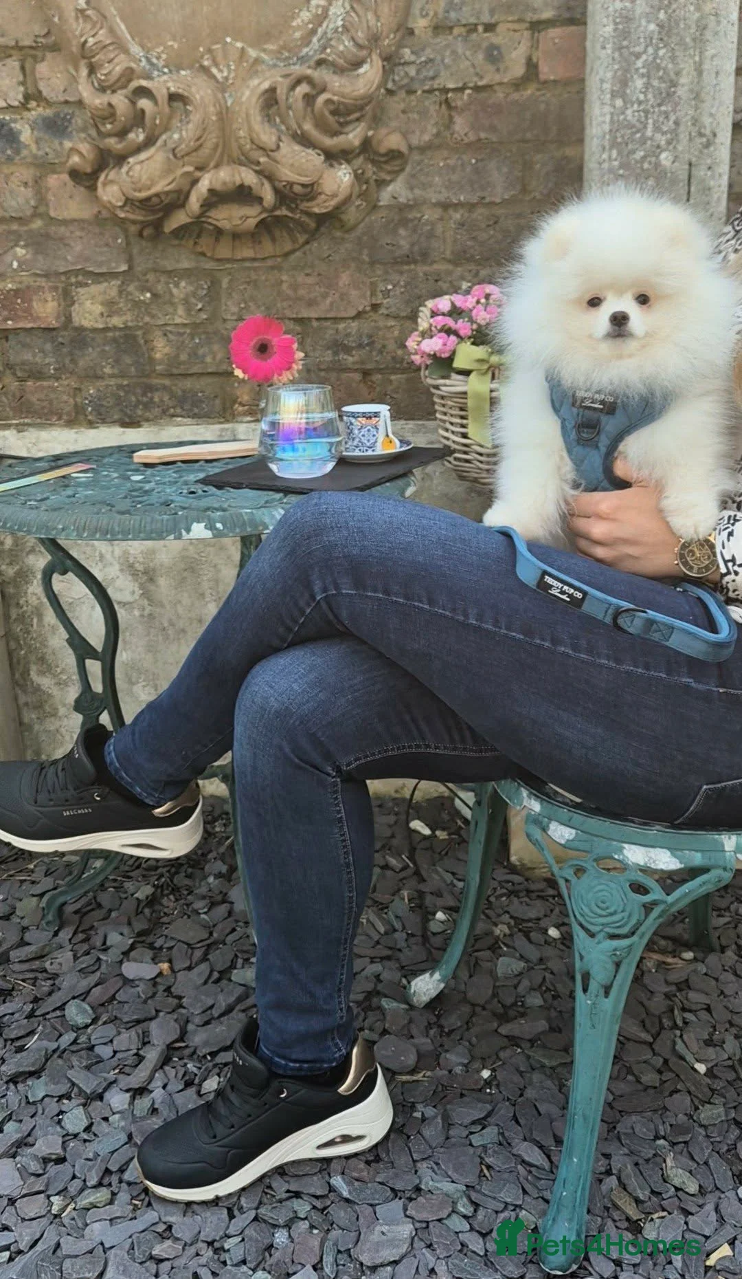 Pomeranian dogs for sale: Stunning WHITE Teddy type KC Pomeranian Boy - Advert 22