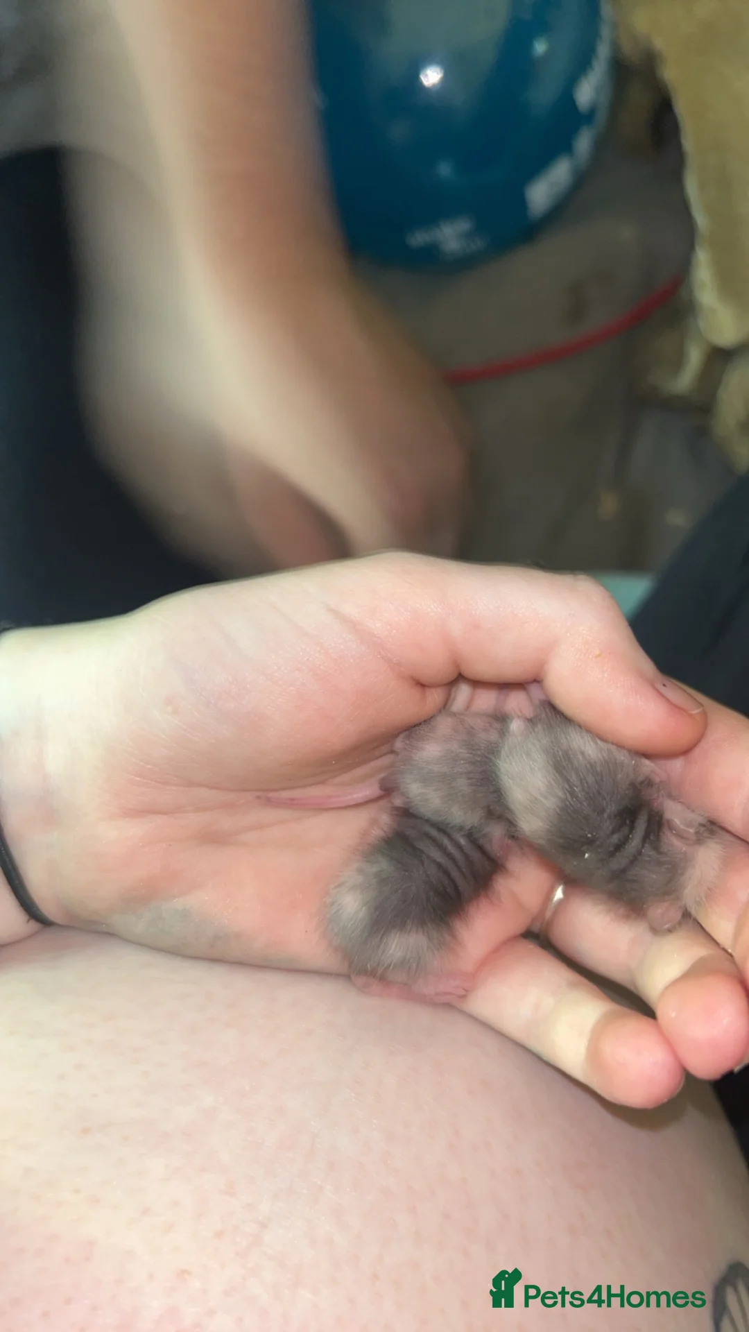 Bearded Dragon reptiles for sale: All diffrent baby mice  - Advert 2