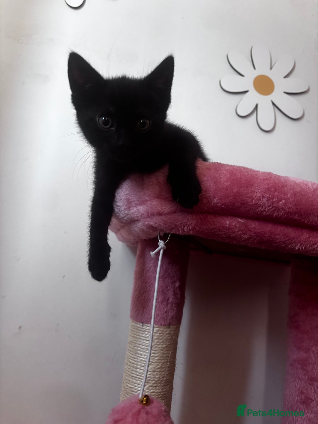 Mixed Breed cats for sale: 2 lovely half bengal girls ready now! - Image 15