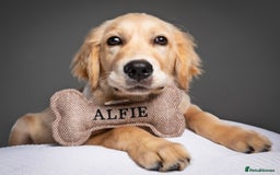 Golden Retriever dogs for sale: 6 month old golden retriever  - Image 2