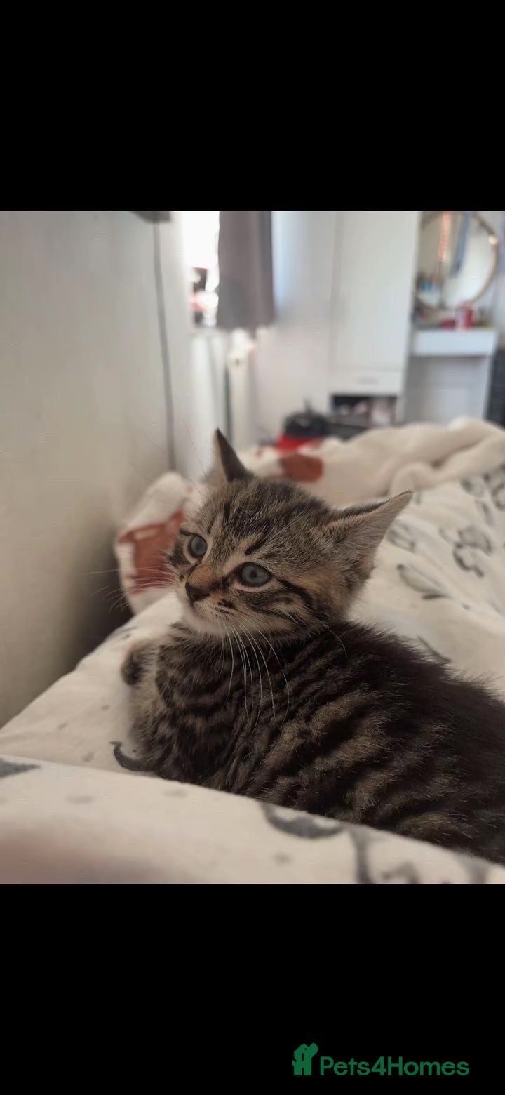 Mixed Breed cats for sale: Kittens in need of urgent homes  in Rotherham - Advert 16