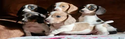 Miniature Dachshund dogs for sale: Miniature dachshund puppies - Advert 5