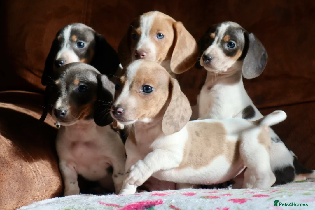 Miniature Dachshund dogs for sale: Miniature dachshund puppies - Advert 5