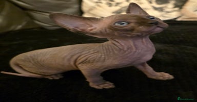 Sphynx cats ✨ Gorgeous Chunky Sphynx Kittens – Ready Soon! ✨ - Advert 2