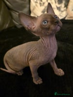 Sphynx cats ✨ Gorgeous Chunky Sphynx Kittens – Ready Soon! ✨ - Advert 4