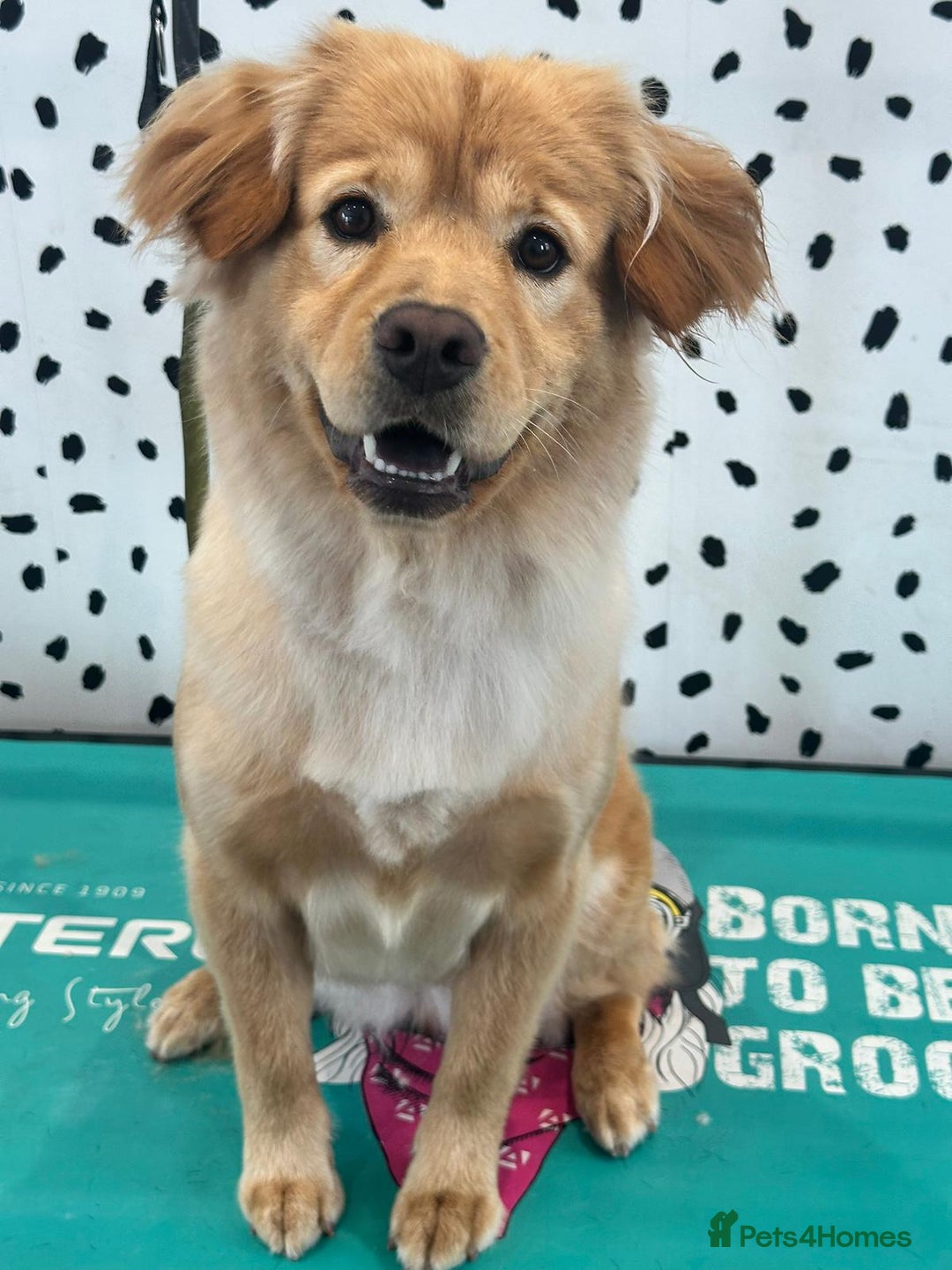 Mixed Breed dogs for sale: Bailey 2 Year Old CockerChow Female - Advert 1