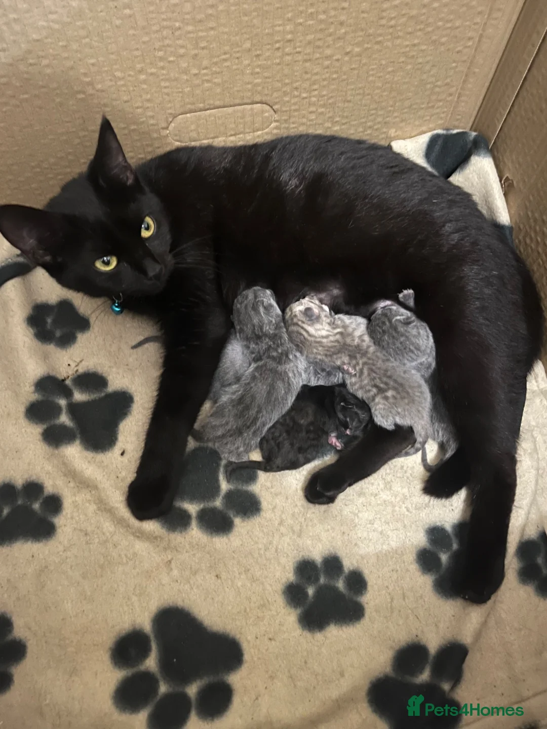 Mixed Breed cats for sale: Stunning kittens  - Advert 21
