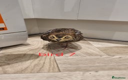 Quail poultry for sale: Coturnix quail three week old (not sexed)  - Image 15