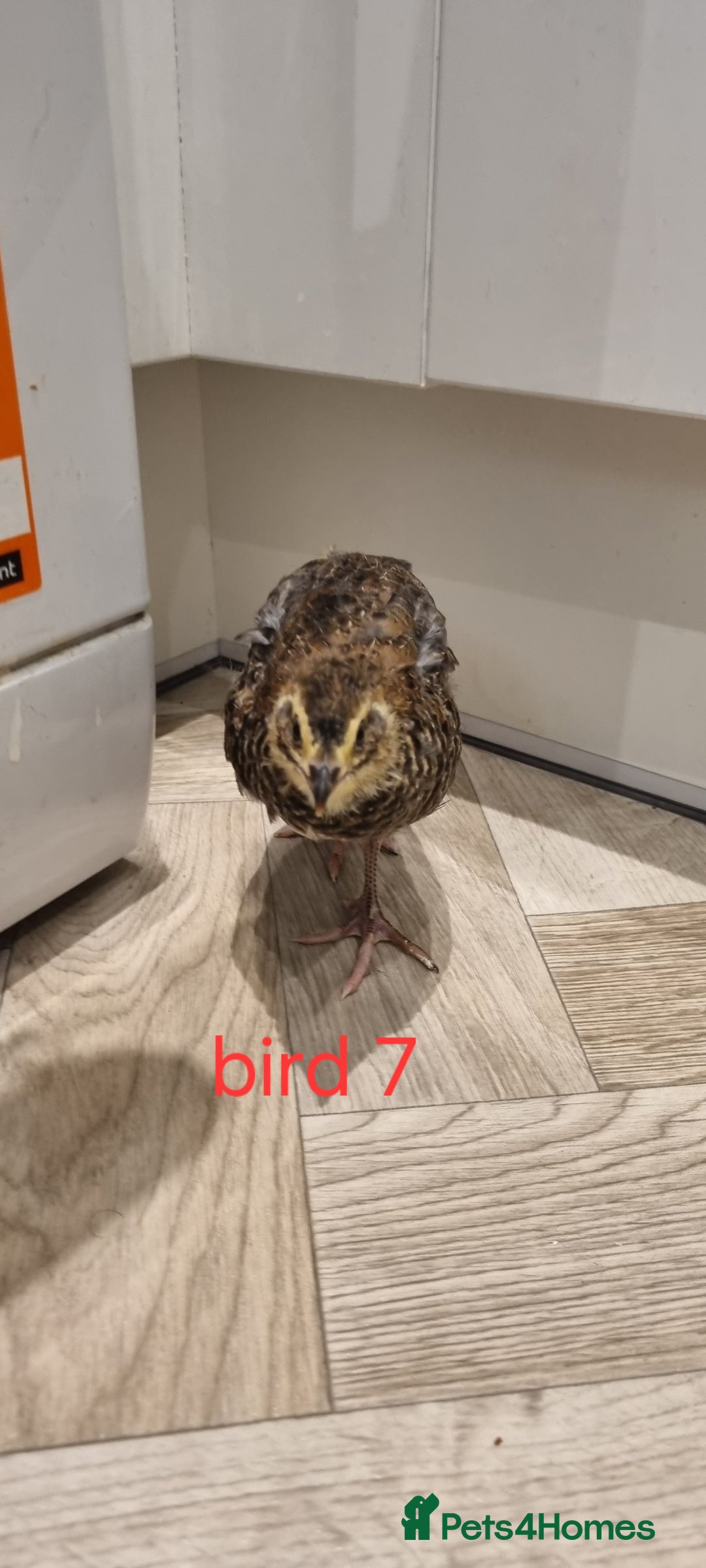 Quail poultry for sale: Coturnix quail three week old (not sexed)  - Image 15