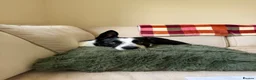 Border Collie dogs for sale: border collie - Advert 2