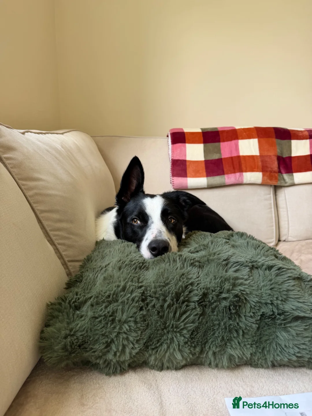 Border Collie dogs for sale: border collie - Advert 2