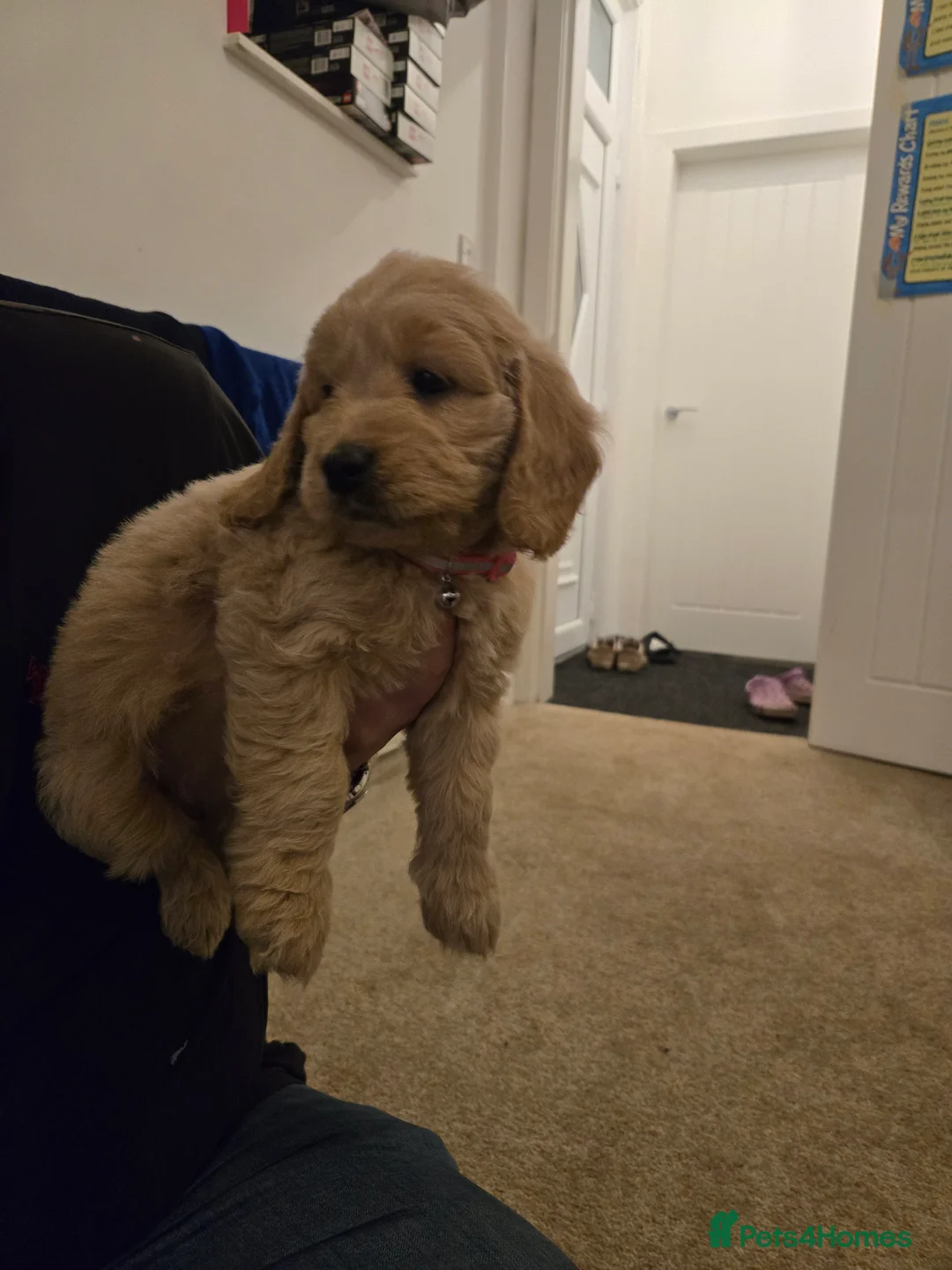 Mini Goldendoodle dogs for sale: Available from Monday  - Advert 11