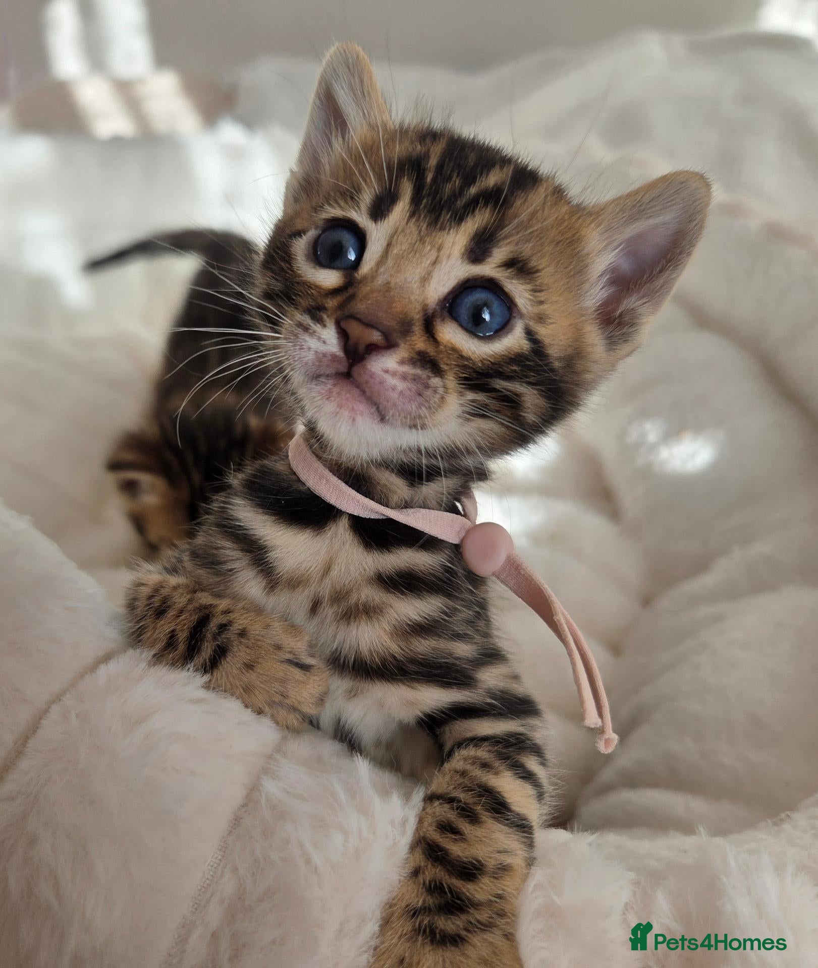 Bengal cats for sale:  Purebred TICA Registered 3 Bengal Kittens 🐾 - Advert 2