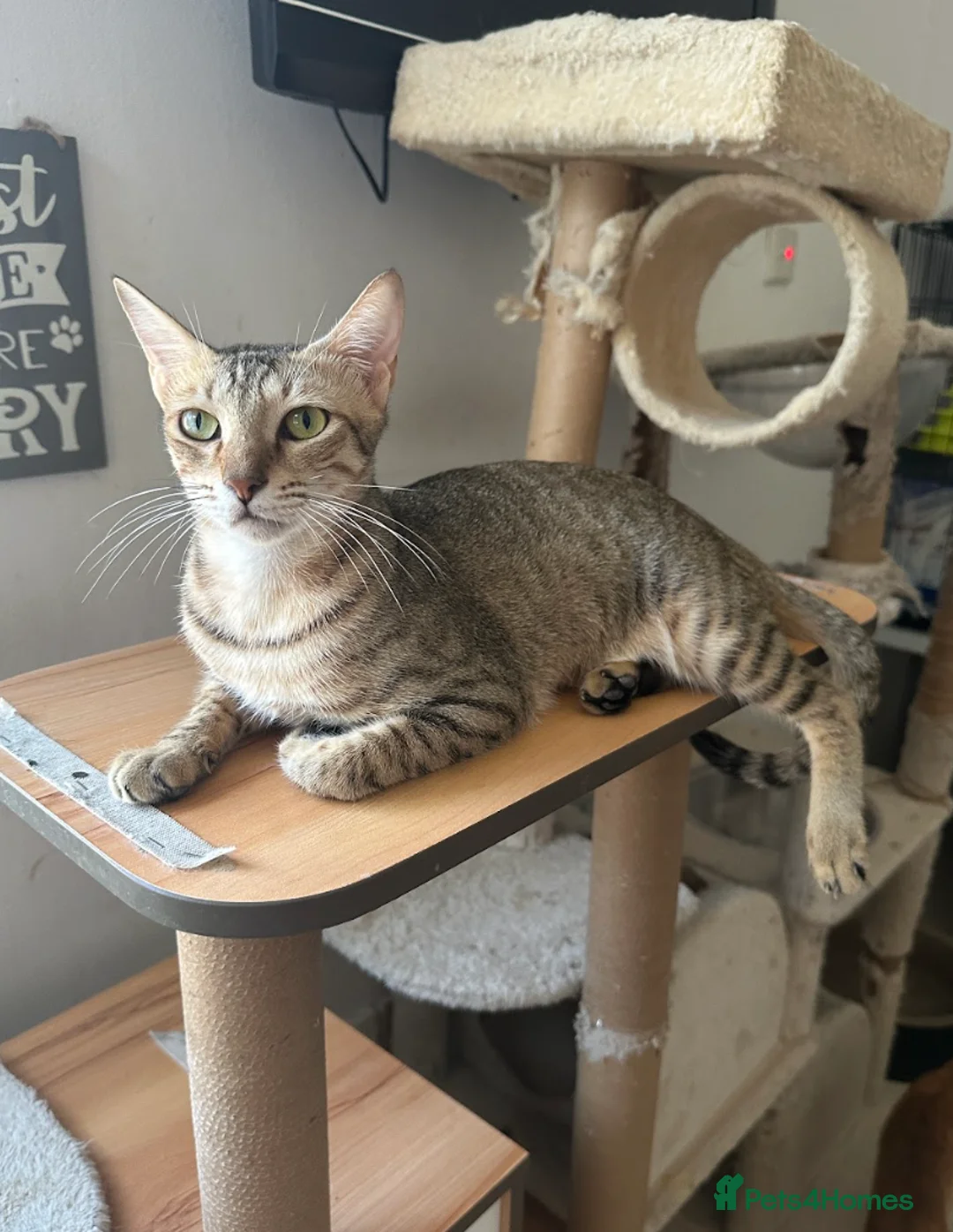 Arabian Mau cats for adoption: Female Tabby Cat for Indoor Adoption - Advert 6