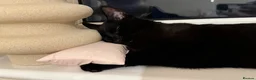 Bombay cats for sale: Leo       in Reading - Advert 3