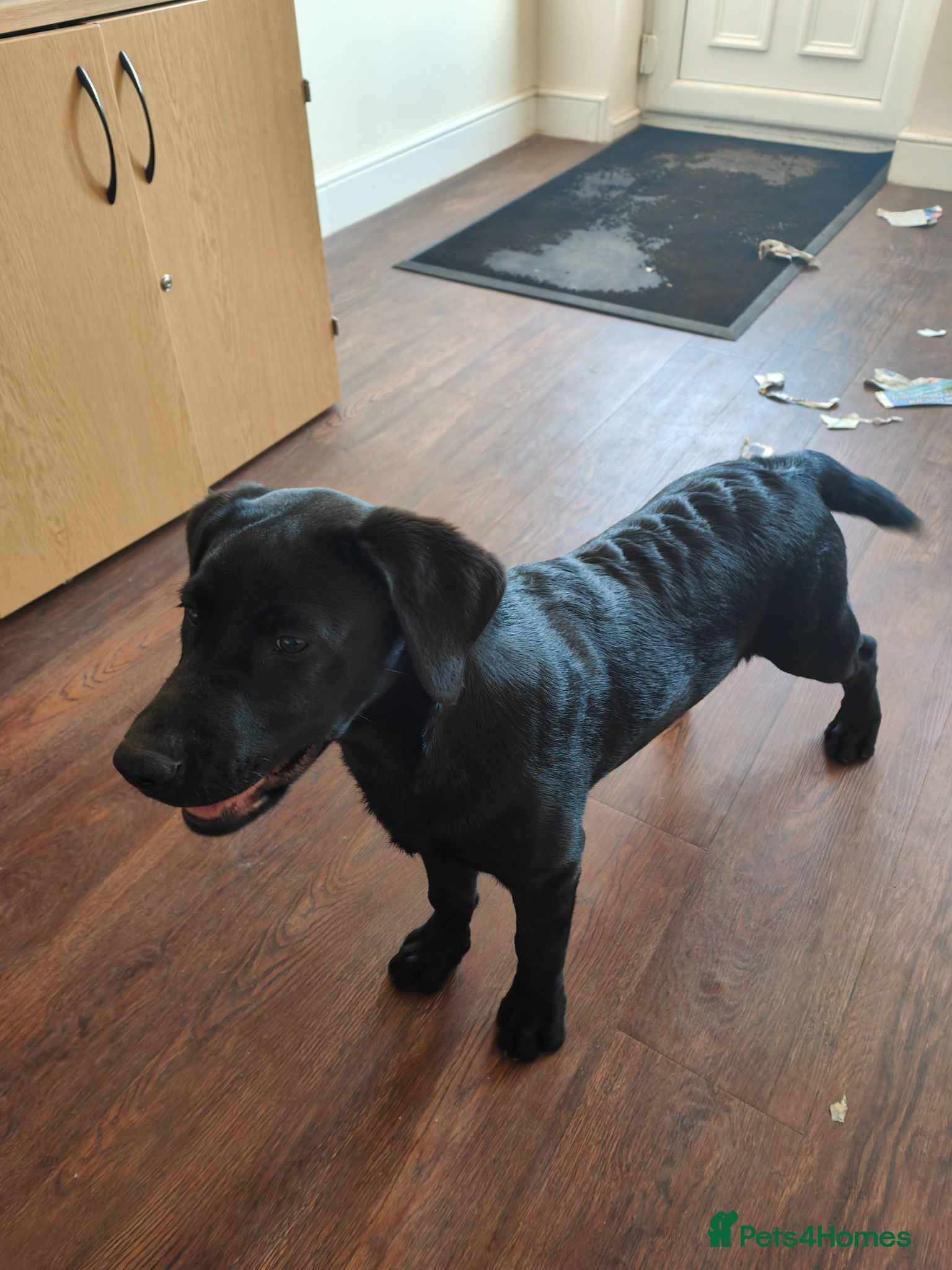 Labrador Retriever dogs Lovely Pointerdor puppies  - Advert 1