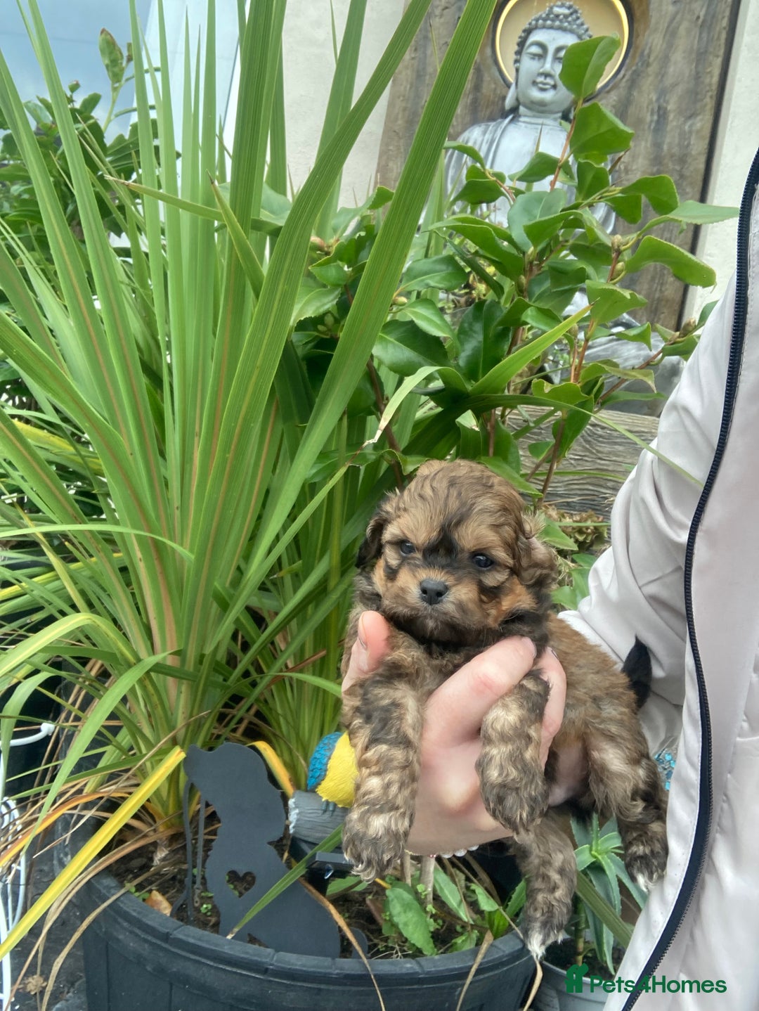 Shihpoo dogs for sale: 1 beautiful Sable shihpoo boy  - Image 3