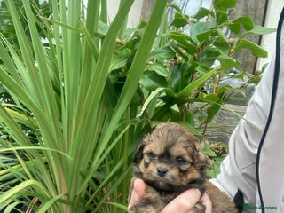 Shihpoo dogs Our 2026 Toy shihpoo WAITING LIST is now open - Advert 1