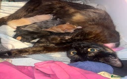 Mixed Breed cats for sale: Mixed breed kittens for sale  - Image 6