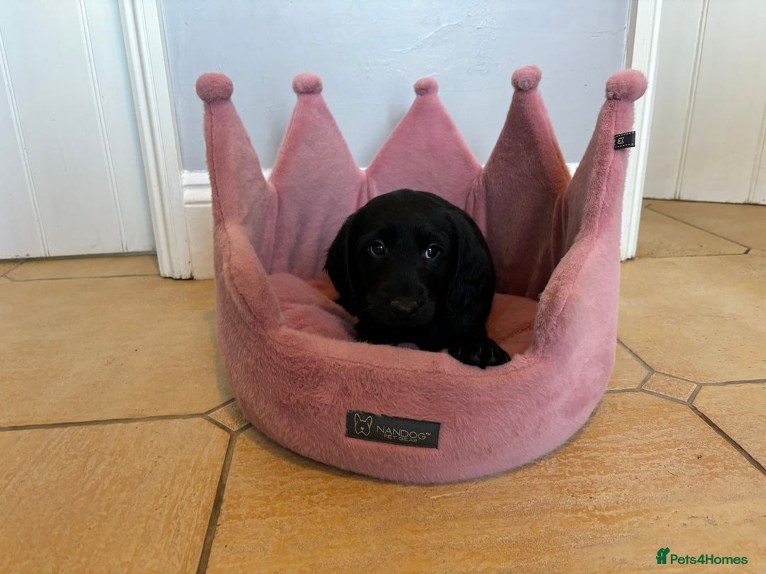 Labradoodle dogs for sale: ⭐️⭐️ Stunning F1 Miniature Labradoodles ⭐️⭐️ - Advert 18