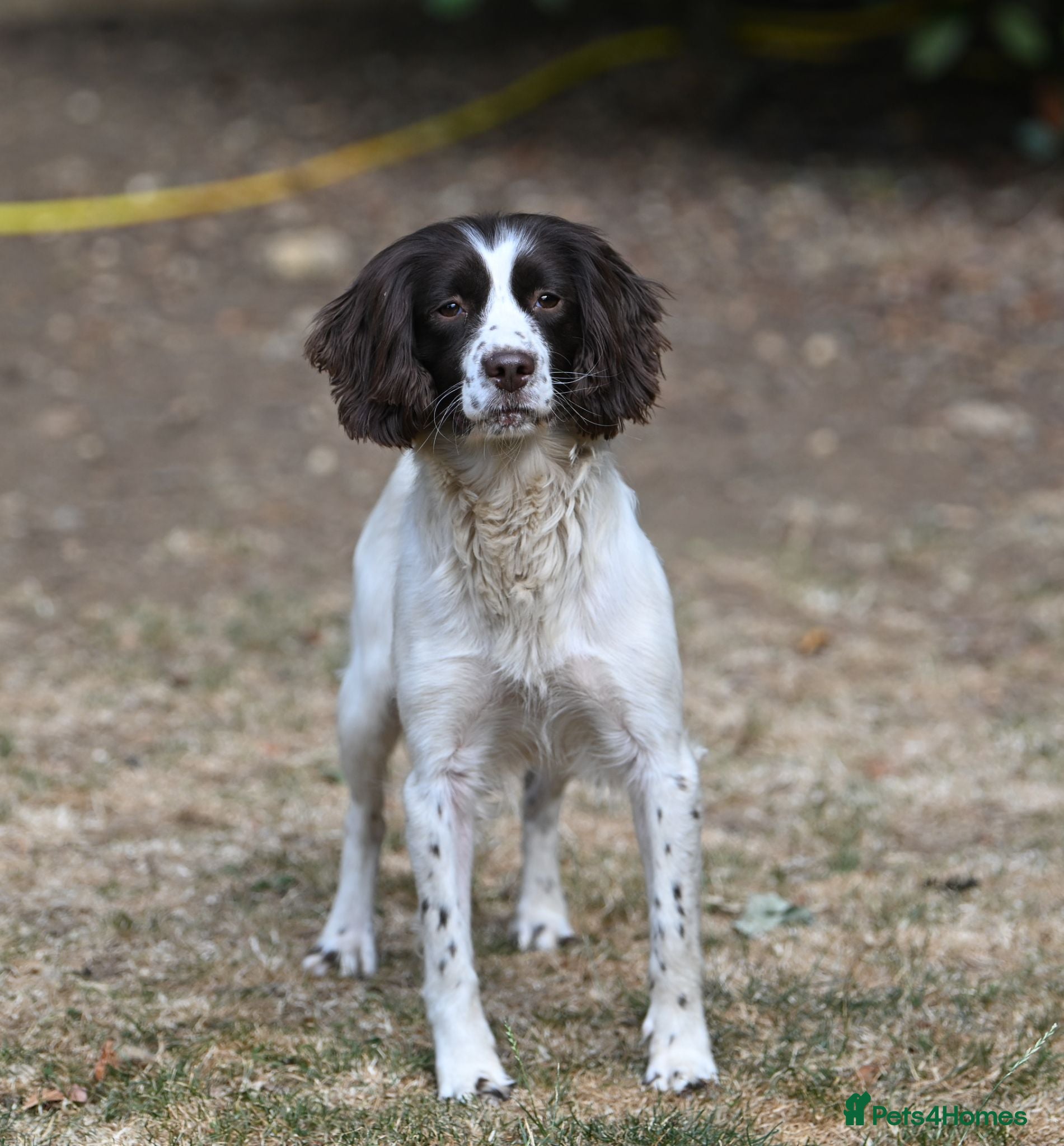 English Springer Spaniel dogs Kennel club registered Springer Spaniel Puppies - Advert 2