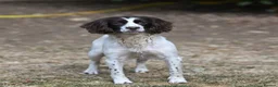 English Springer Spaniel dogs for sale: Kennel club registered Springer Spaniel Puppies - Advert 9