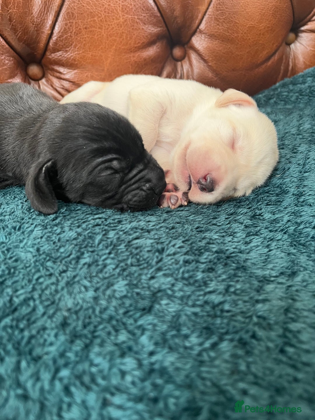 Mixed Breed dogs for sale: 6/9 F2 Weimador / Labmaraner  - Advert 15