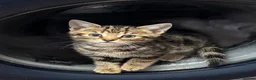 Savannah cats for sale: Stunning Savannah cross kittens, mum TICA reg - Advert 10