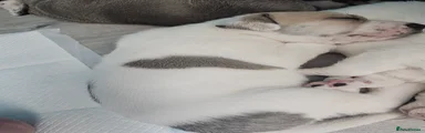 Spots