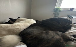 Cane Corso dogs for sale: Beautiful 2-Year-Old Cane Corso Loving & Trained - Image 13