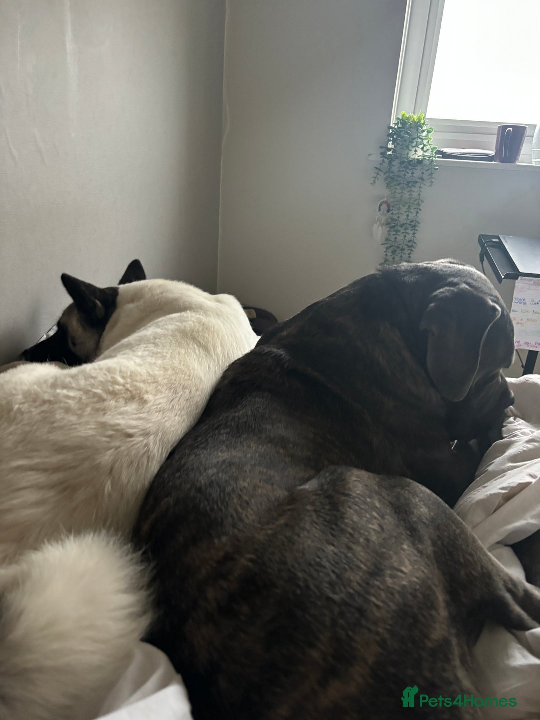 Cane Corso dogs for sale: Beautiful 2-Year-Old Cane Corso Loving & Trained - Image 13