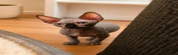 Sphynx cats for sale: Blue eyes Sphynx kitten TICA & GCCF show cats  - Advert 30
