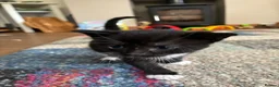 Mixed Breed cats for sale: Gorgeous Cuddley Kittens - Advert 17