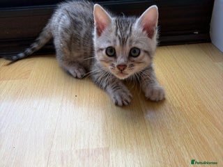 Bengal cats Pure Bengal Kittens Available - Advert 2