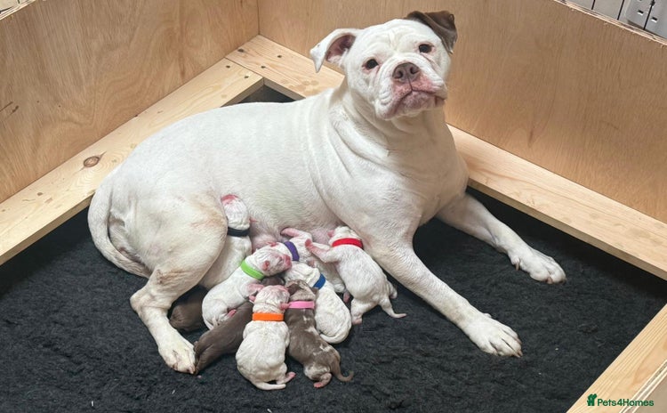 Olde English Bulldogge dogs 9 Olde English Bulldogge NEBBR registered puppies  - Advert 1