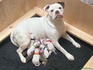 Olde English Bulldogge dogs 9 Olde English Bulldogge NEBBR registered puppies - Advert 1