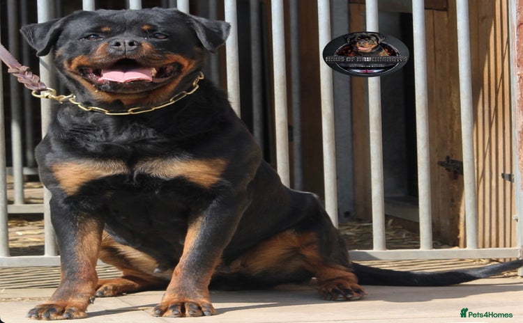 Rottweiler dogs Beautiful Female Rottweiler For Pet/Show Homes - Advert 1