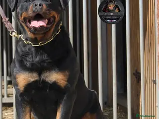 Rottweiler dogs Beautiful Adult Female Rottweiler For Pet/ShowHome - Advert 4