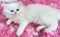 Persian cats for sale: Pure White Persian Girls BLUE EYES & full hearing - Image 22