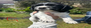 Springador 4