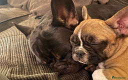 French Bulldog dogs for sale: French bulldog - Image 13