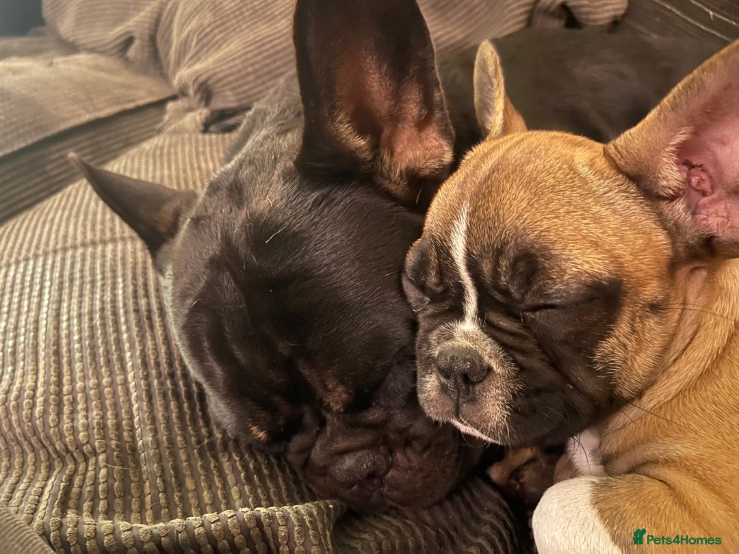 French Bulldog dogs for sale: French bulldog - Image 13