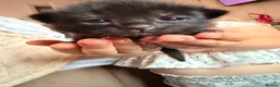 British Shorthair cats for sale: Kittens READY 16/08 - Advert 4