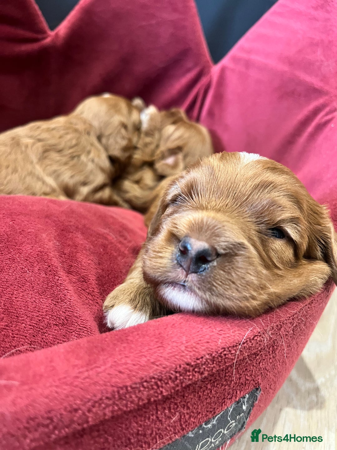 Toy Poodle dogs for stud: William of Worcestershire Small miniature Poodle in Evesham - Advert 13