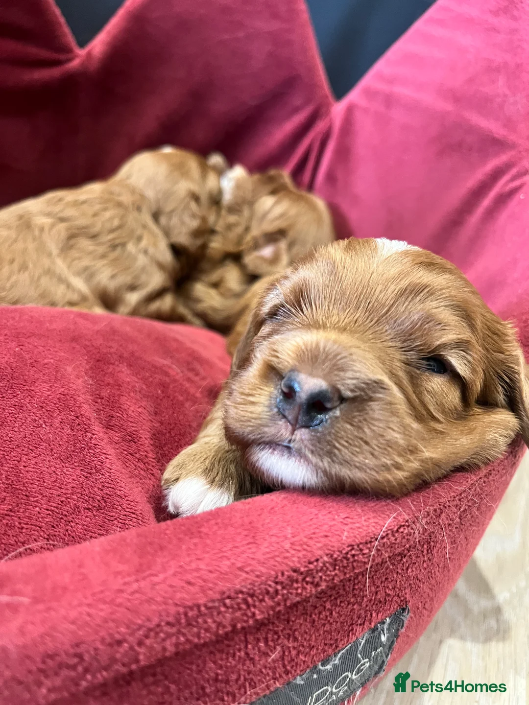 Toy Poodle dogs for stud: William of Worcestershire Small miniature Poodle in Evesham - Advert 13